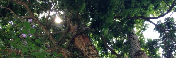 PBiaL Profile Banner