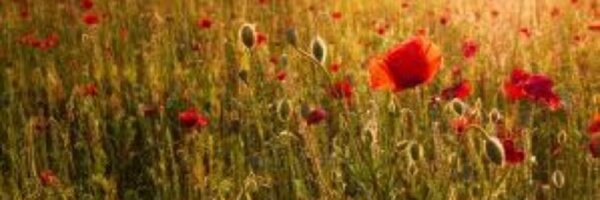 Kakays Profile Banner