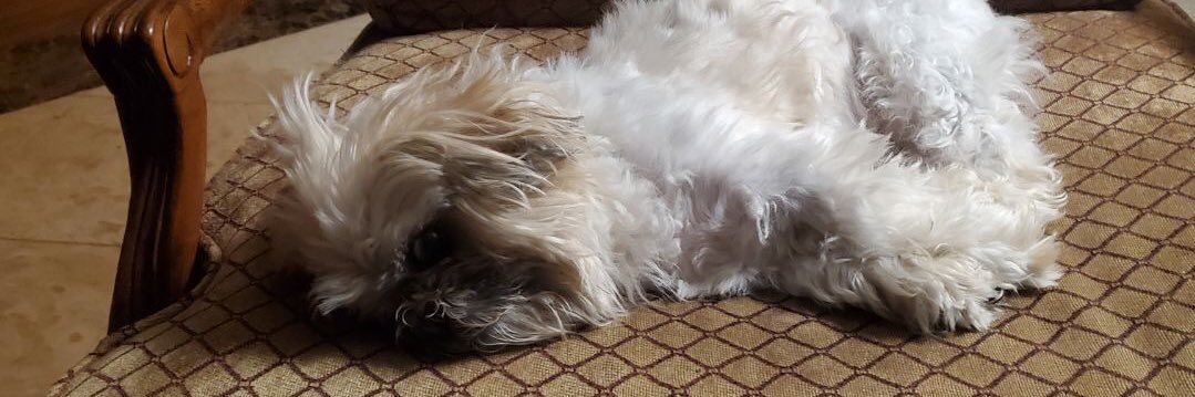 カビアン Hunting4MoreBioBags banner