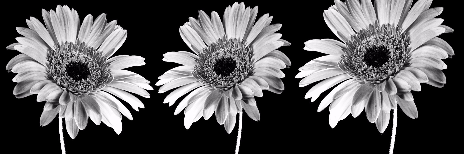 _britbarks's profile banner image
