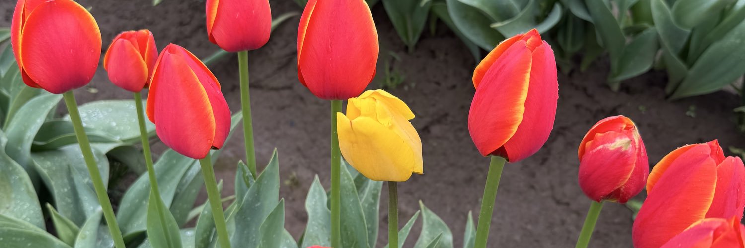 ShellyyDee's profile banner image