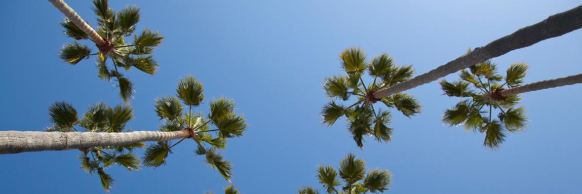 indianbuckeye's profile banner image