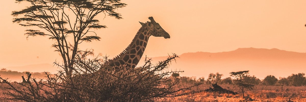 evearl's profile banner image