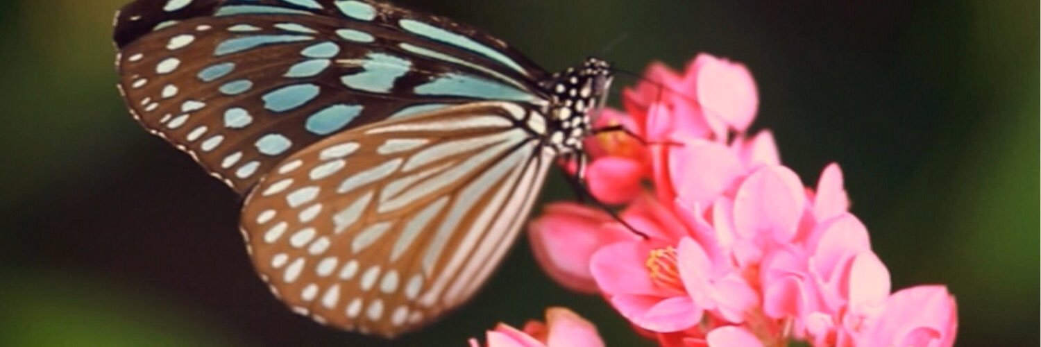 CasandraChile's profile banner image