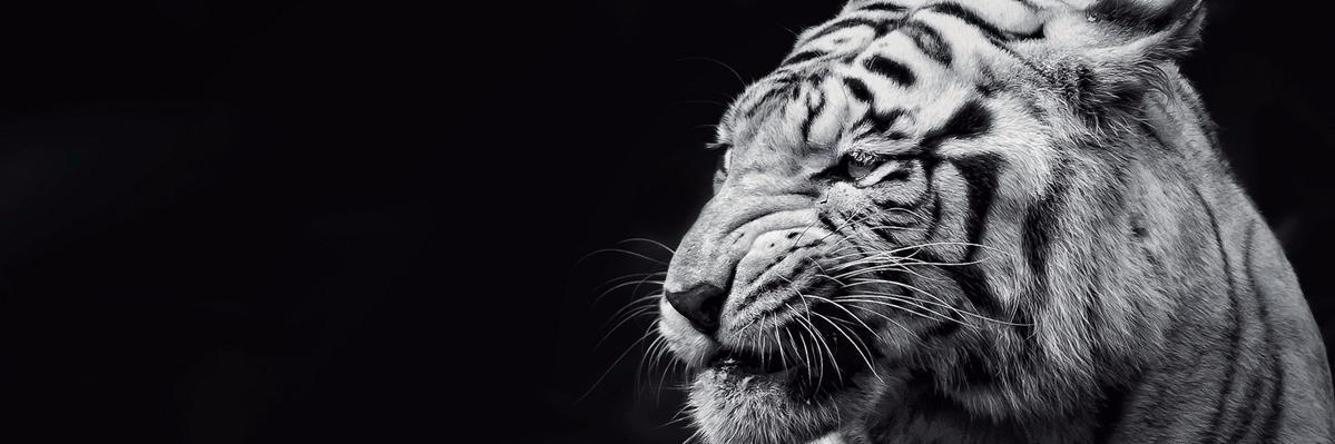JulianHarrell's profile banner image