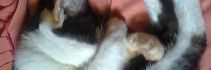 Tianger's profile banner image