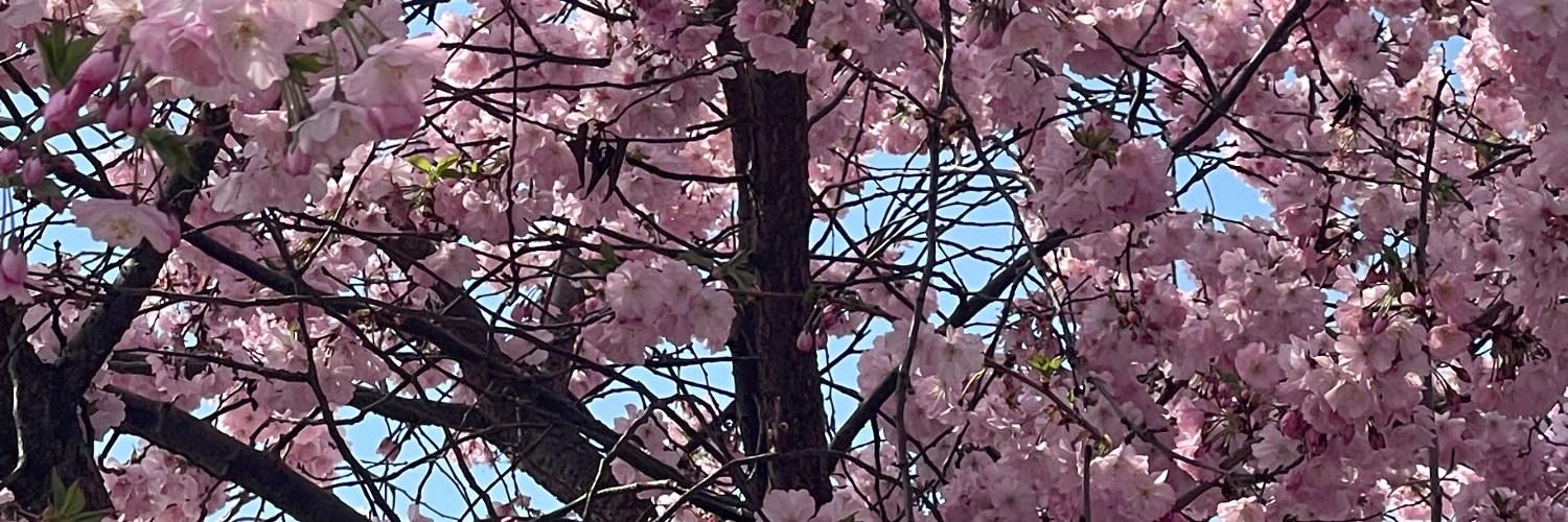fliesdaisy's profile banner image