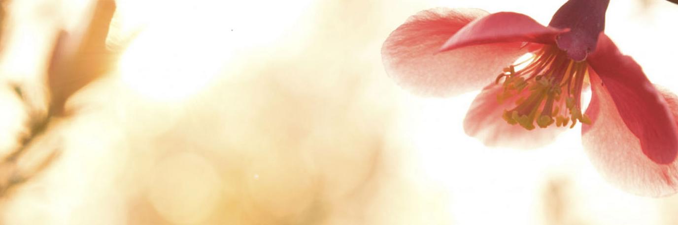 Janera_'s profile banner image