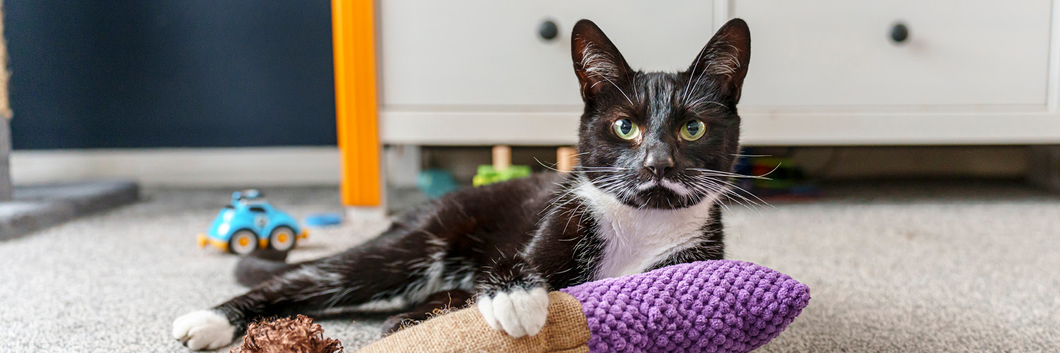 CatsProtectionMedia banner