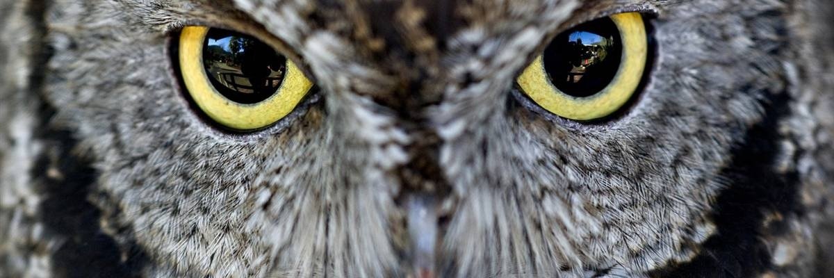 1Afshin's profile banner image