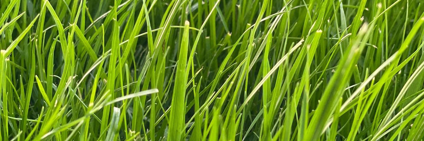 Dan banner