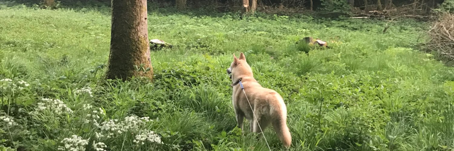 amehhbroadhead's profile banner image