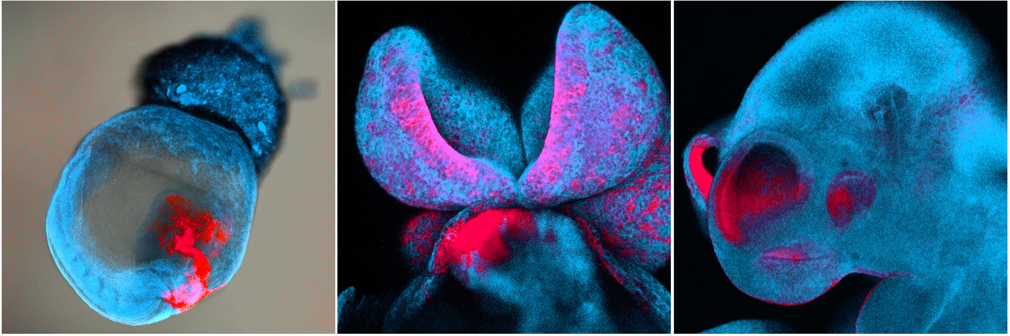 Ross A. Poché banner