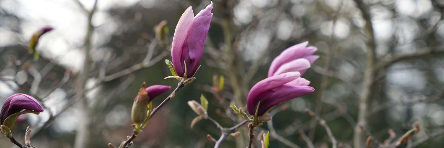 Bassam Al Kantar banner