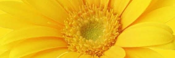 ELDaisy61's profile banner image