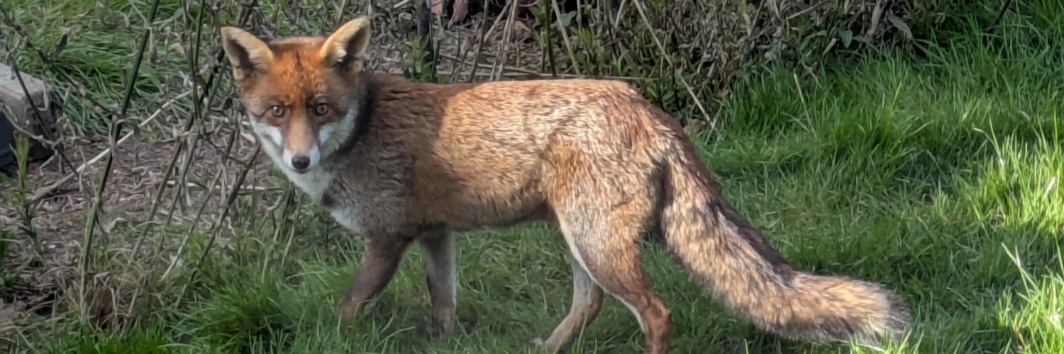 Stash....... ☮ banner