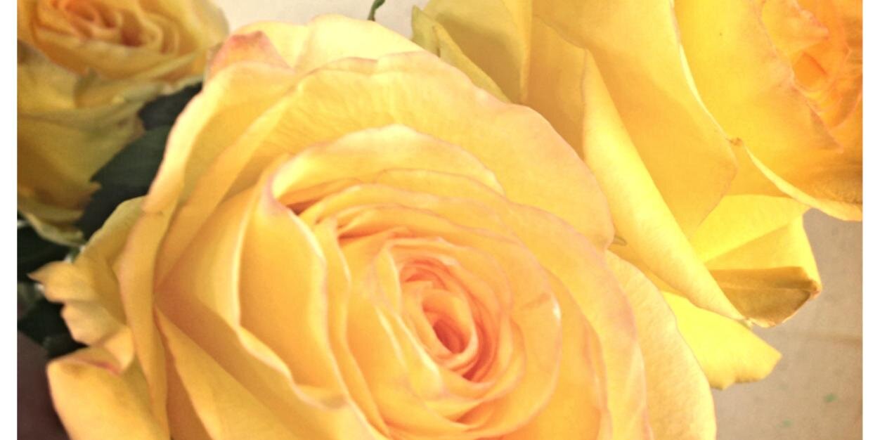 springdaleflora's profile banner image