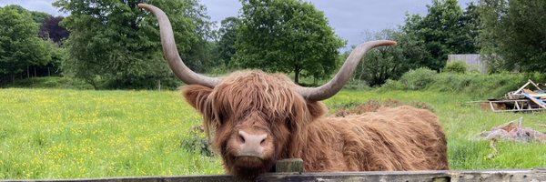 RedRoseRomeo Profile Banner