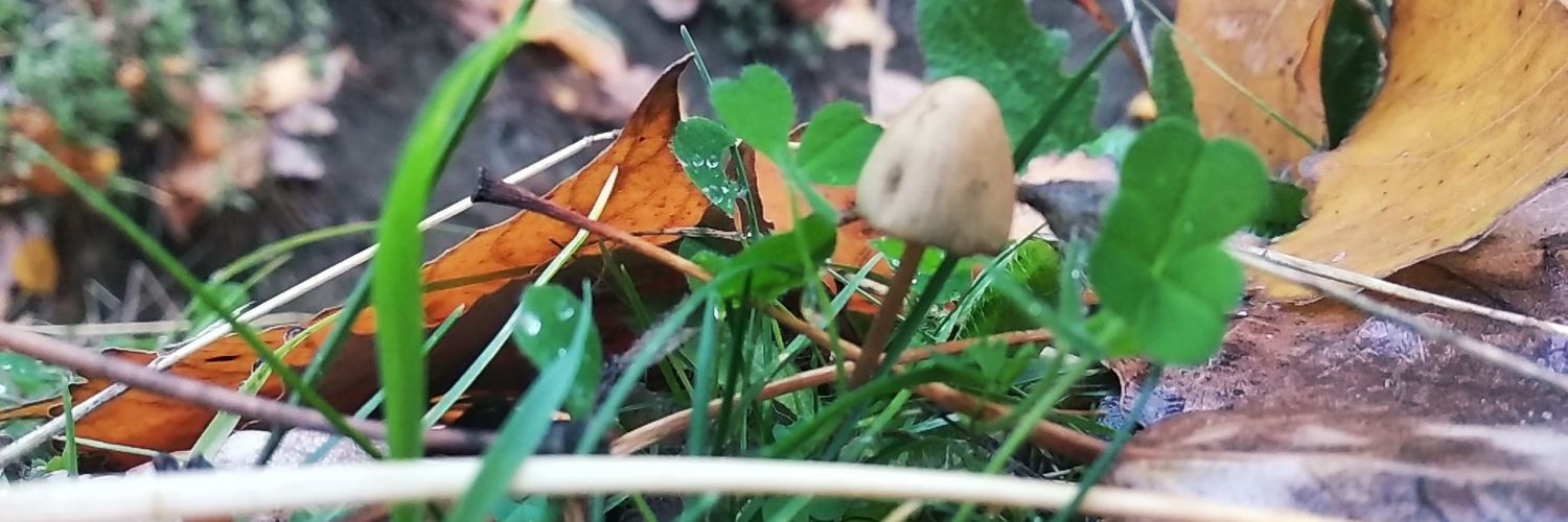 campanilla.bsky.social #7291 ☂️ ♀ ☭ ۞ banner