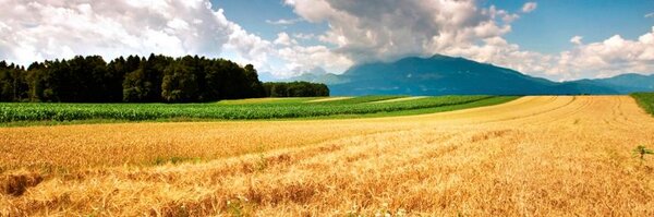 Bonnefield Profile Banner
