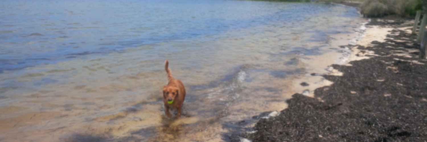 COBfan's profile banner image