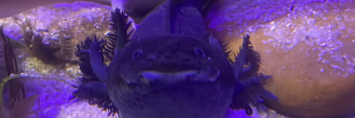 nagarolina's profile banner image