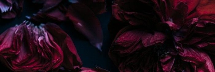ellytrix's profile banner image