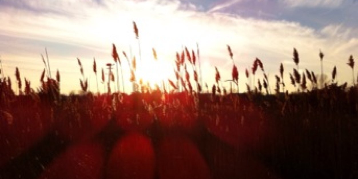 sutotheann's profile banner image