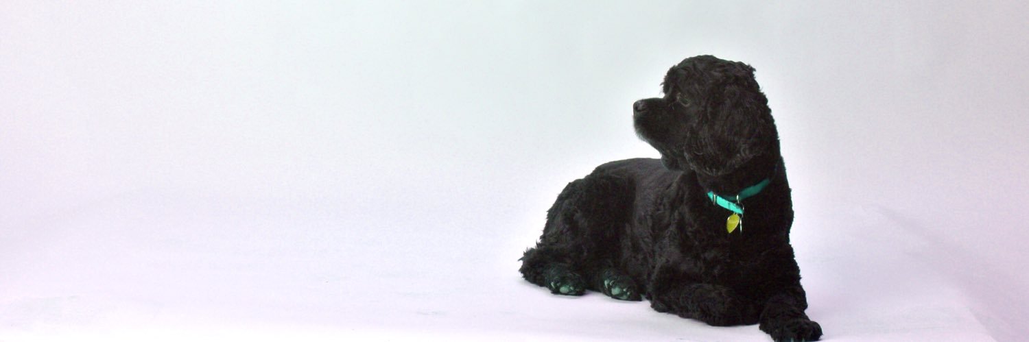 kyra_strachan's profile banner image