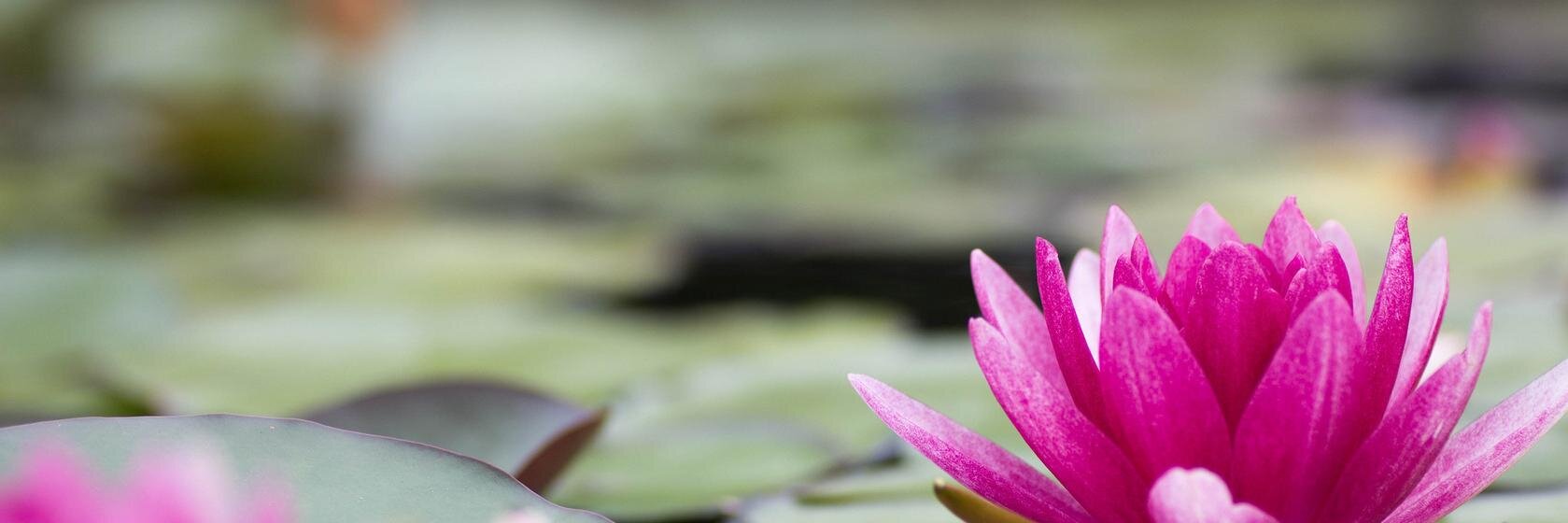 die grüne fee 🥑 banner