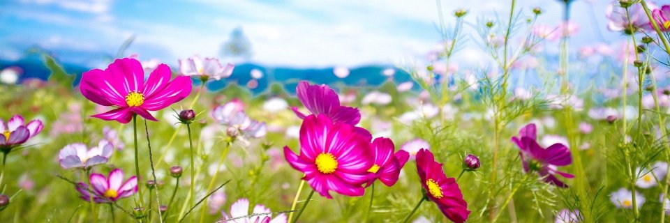 Yue_Alexa's profile banner image