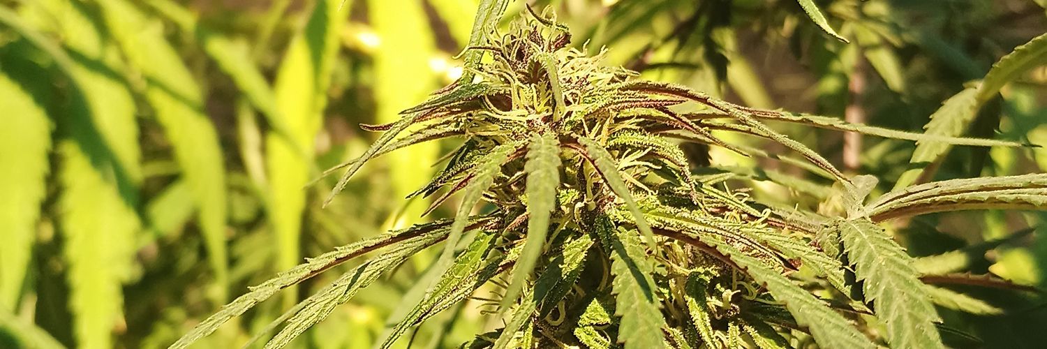 Jorge Sepulveda B. banner