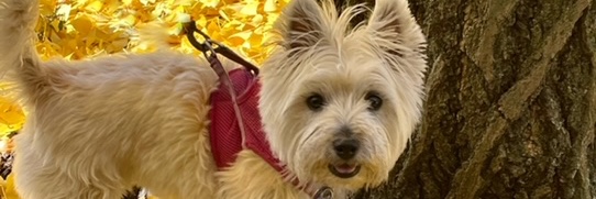 KateBeeders's profile banner image