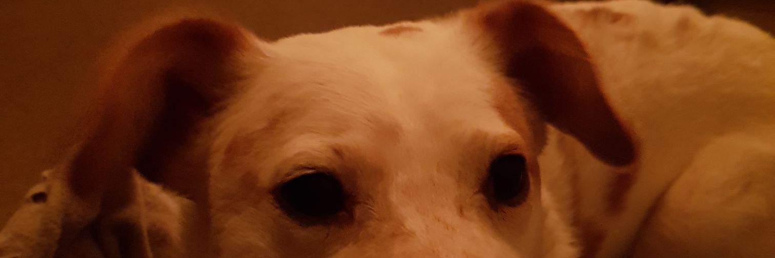 Gavin Sinclair banner