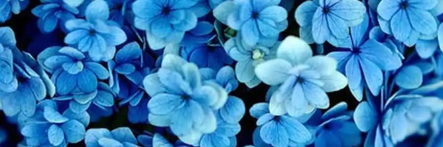 Marti Lawrence banner