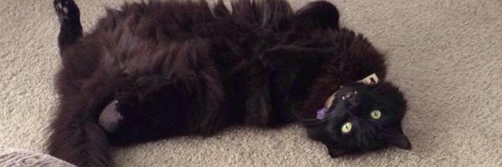 jackiecello23's profile banner image