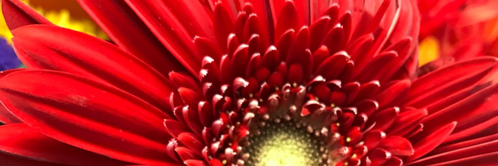 Carin_Harris's profile banner image