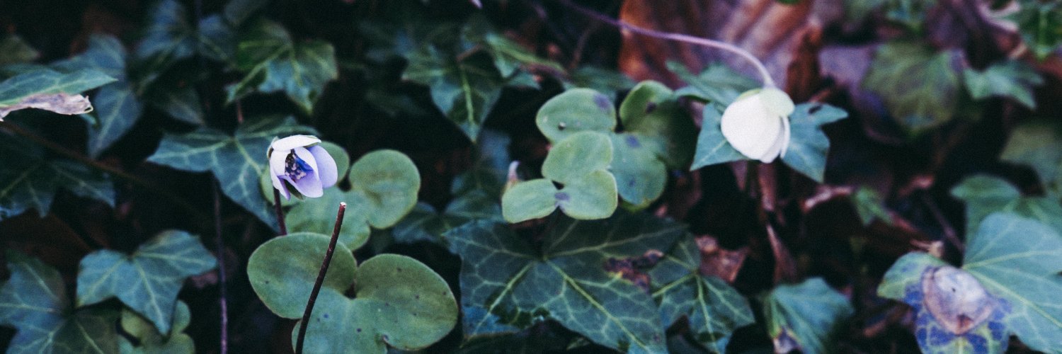 Nieves Gamonal banner