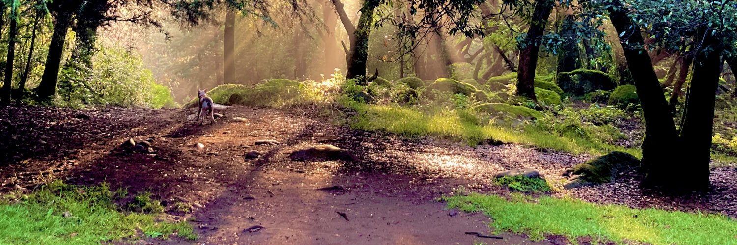 dianaml1's profile banner image