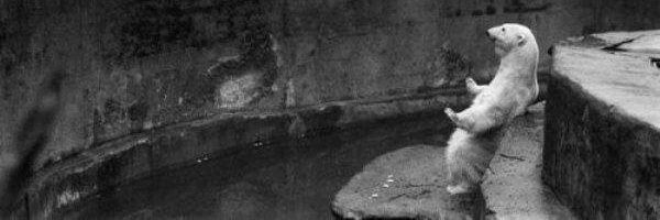 Shprankle's profile banner image