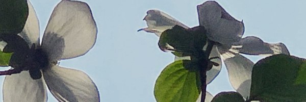 MaryHodder Profile Banner