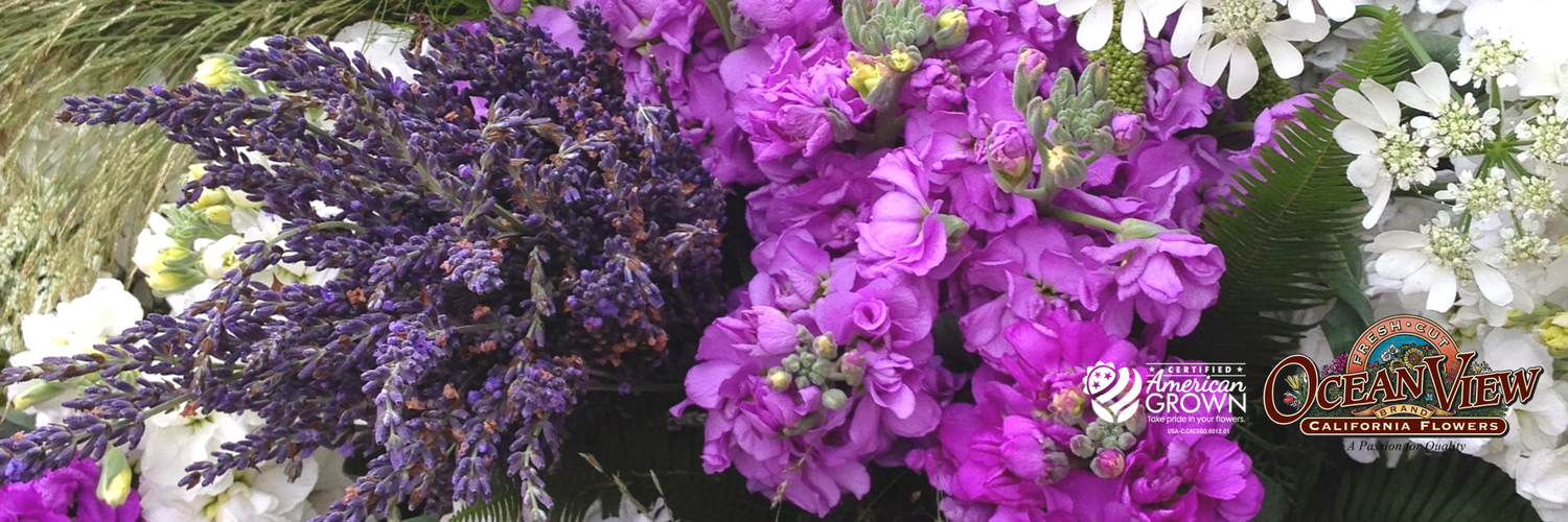 OVFlowers's profile banner image