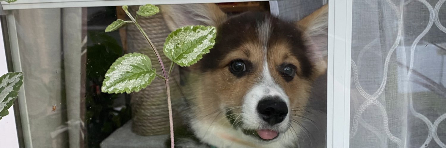 ColorlessCloud's profile banner image