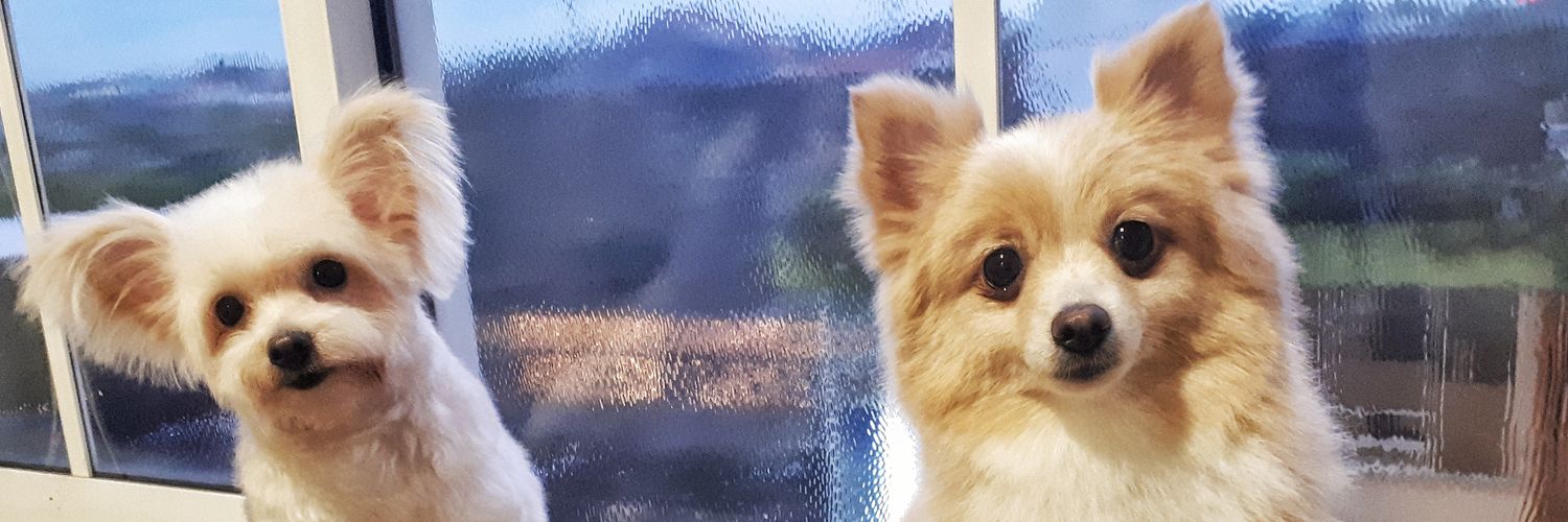 clarafelle's profile banner image