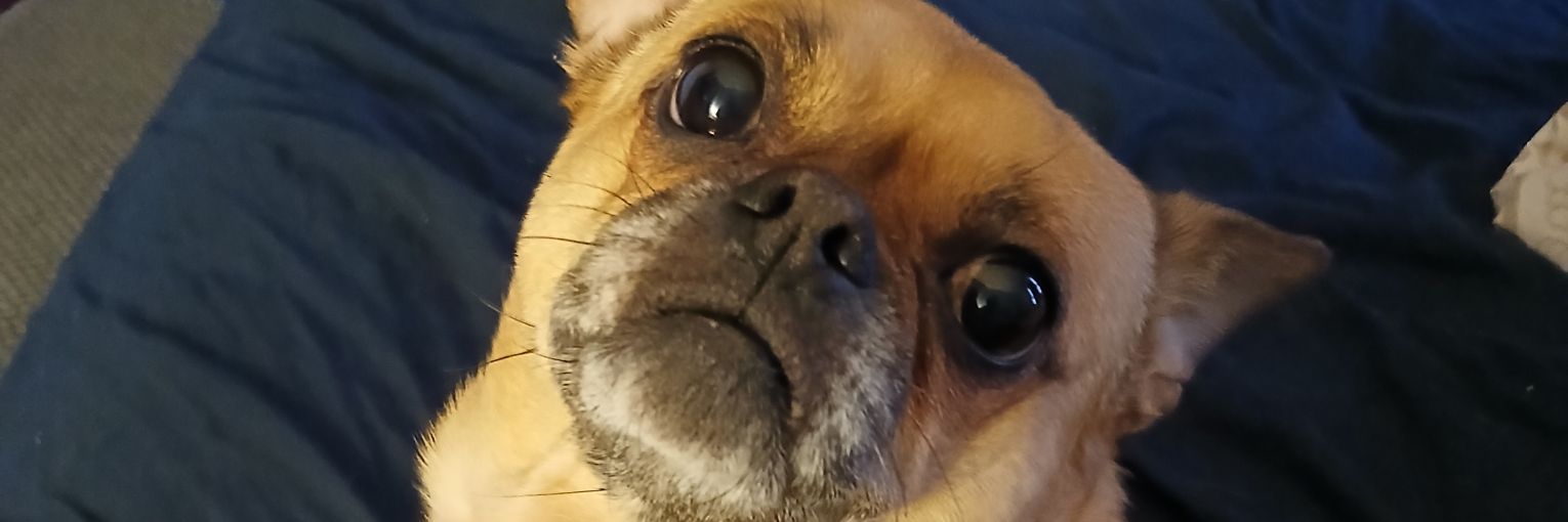 HunneyBunny's profile banner image