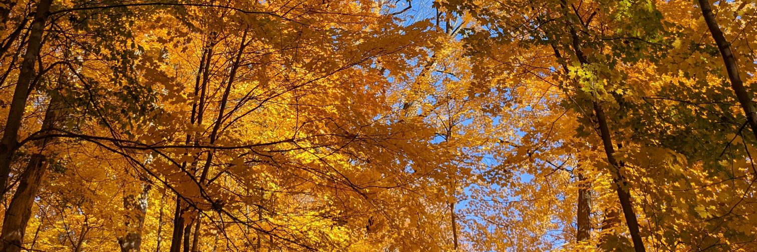 Catherine P.E banner