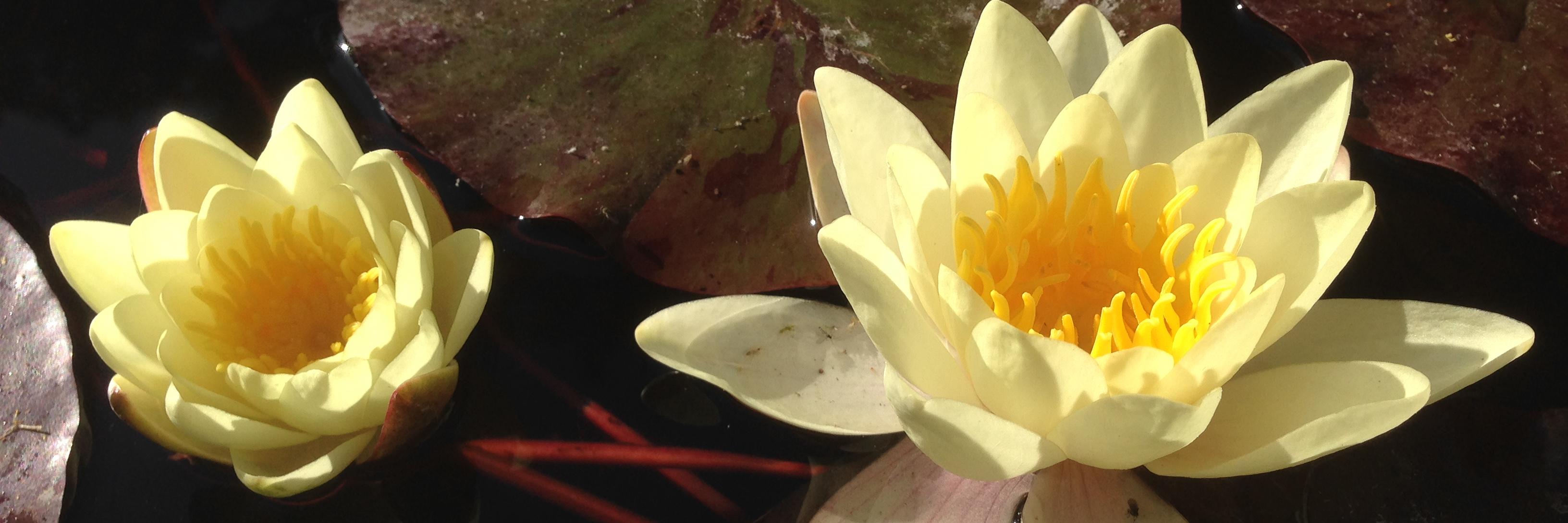 Marc Brandsma banner