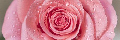 Elle_Amornchi banner