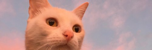Rulzut's profile banner image