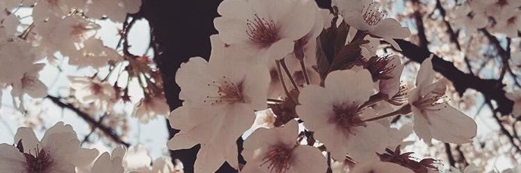 ViFlo's profile banner image
